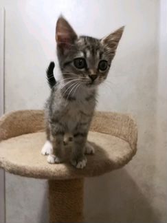 Котёнок-девочка с большими глазами