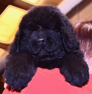 Продаётся щенок Ньюфаундленд 1,7 месяцев. Кобель
