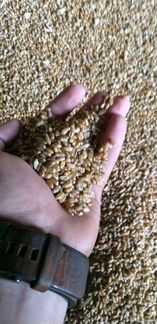 Пшеница, ячмень. Урожай 2019