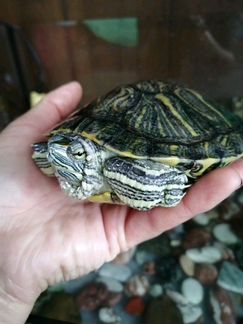 Краснаухие черепахи