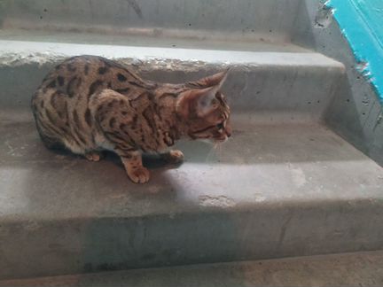 Найдена Бенгальская кошка