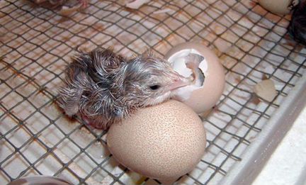 Инкубационные яйца куриные, индюшачьи, цесарки