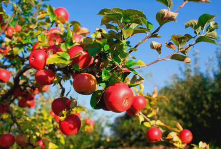 Продаётся яблоневый сад