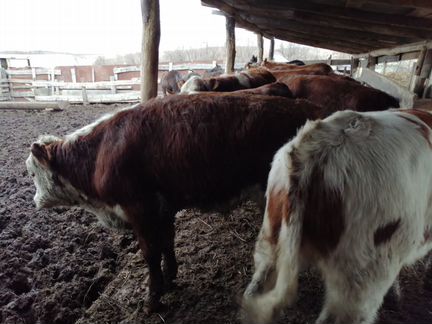 Продаю казахских белоголовых бычков