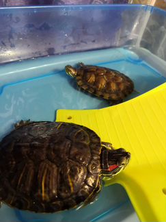 Черепахи маленькие красноухие