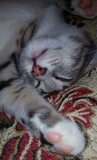 Бенгальский котенок (метис) Стефан, 3 месяца