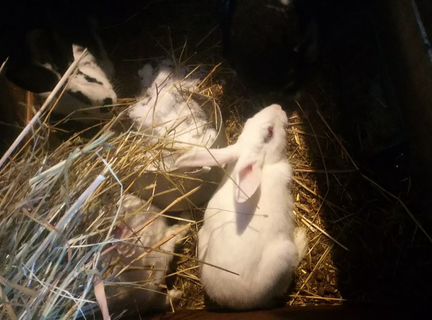 Кролики 7и 1,5 месяца