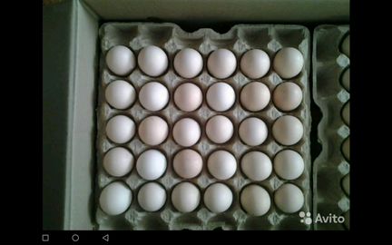 Инкубационное яйцо (гусей, индюшки, бройлеров,утки