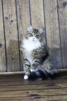 Сибирский котенок с потрясающим окрасом. Мальчик