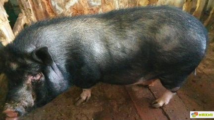 Свиноматка вьетнамская