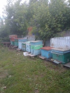 Продаю пчёл с ульями, отводки, рои