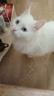 Кошка ангорка белая