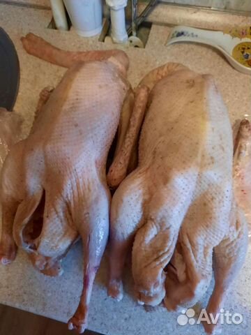 Фазан Гусь. Пепепела Индейка Куры