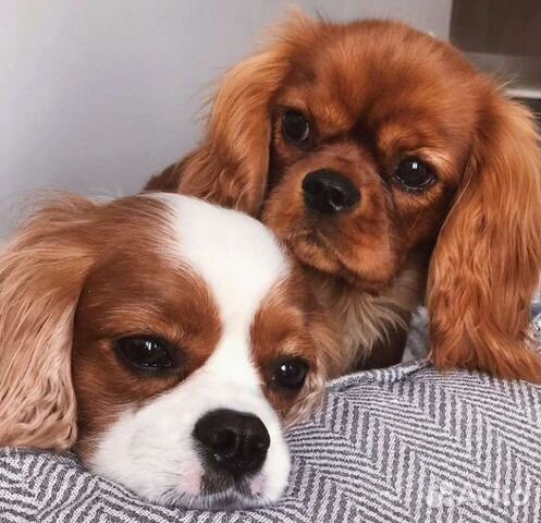 Собачка ккчс, спаниелька мини