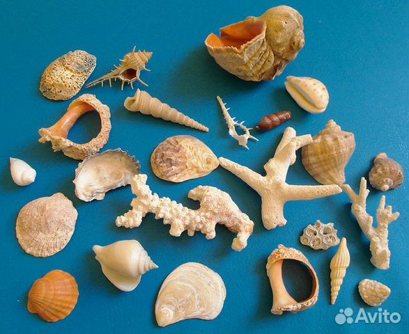 Ракушки и кораллы купить на Зозу.ру - фотография № 1