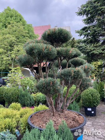 Сосна Бонсай Ватерери