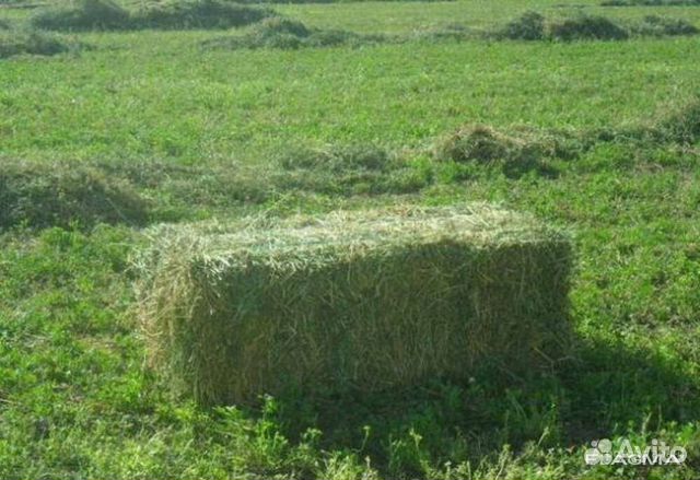 Продам сено новый урожай 2023