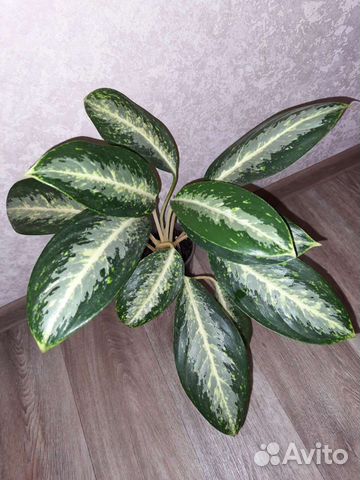 Аглаонема White Tongnoppakul