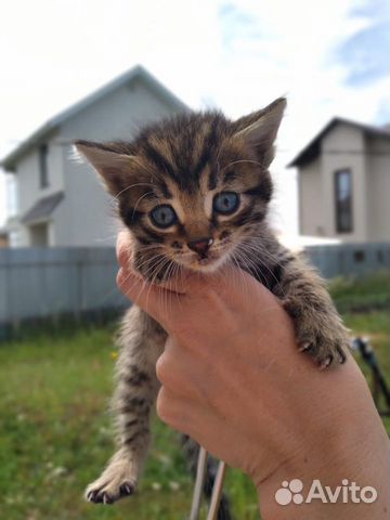 Котята полукровки 1 месяц