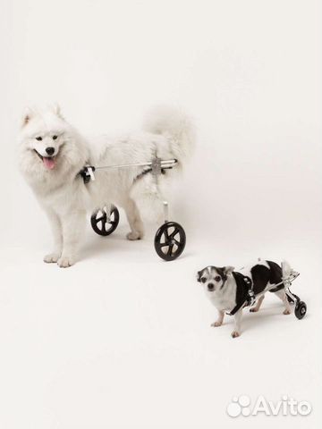 Инвалидная коляска для большой собаки