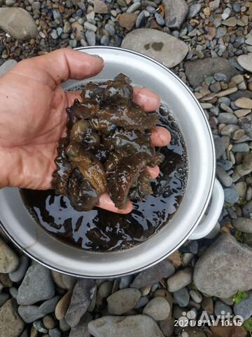 Трепанг на меду, свежий и только качество пять бал