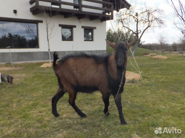 Чешский бурый Козёл