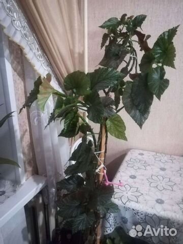 Бегония (ангельское крылышко)