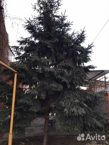 Новогодняя Елка Оптом Саранск Новогодняя Елка Оптом Саранск