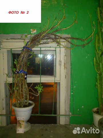 Денежное дерево под