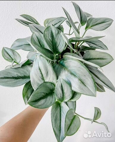 Сциндапсус мунлайт