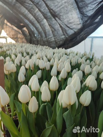 Луковицы тюльпанов