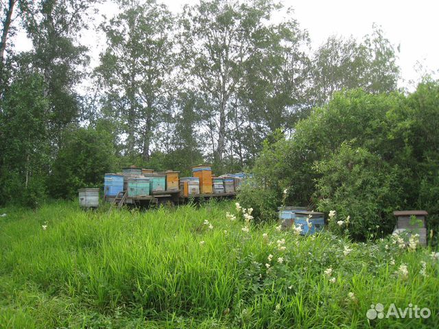 Пчелы улья пасека