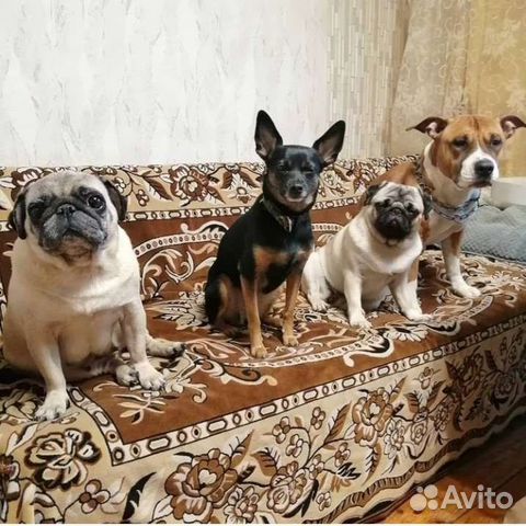 Уход за животными