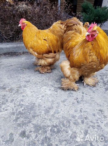 Инкубационное яйцо брама, кохинхины, фавероль