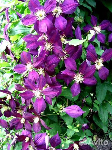 Клематисы