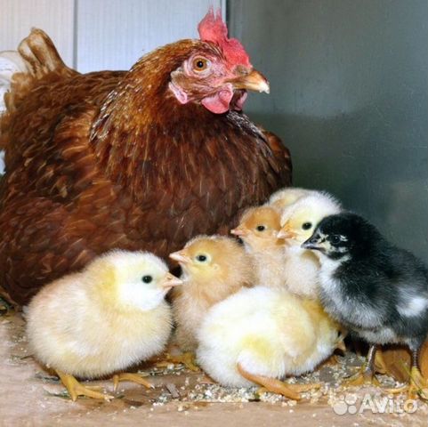 Цыплята суточные, Молодки 4,5 мес купить на Зозу.ру - фотография № 1