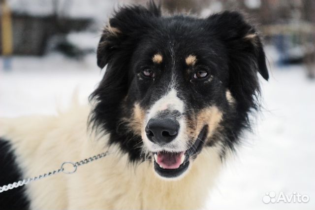 Благородный красавец хочет поделиться секретом