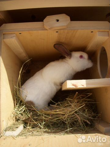 Гнездовой ящик для кроликов