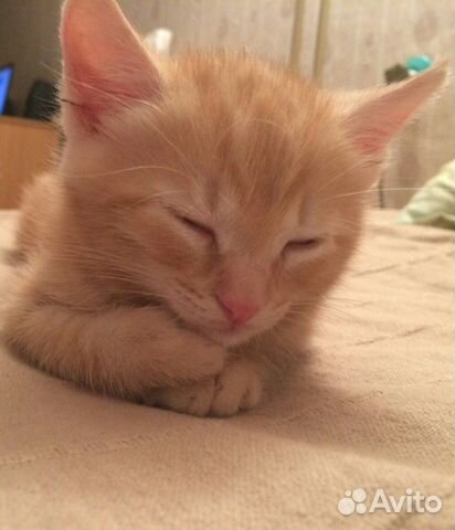 Кому розовоносое счастье в дом Кому розовоносое счастье в дом