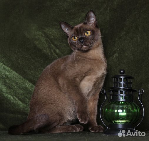 Продам котят породы Бурма купить на Зозу.ру - фотография № 1