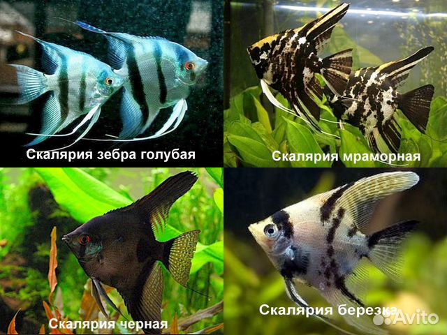 Гло Тернеция, Данио, Барбусы,Скалярии, Рамерези