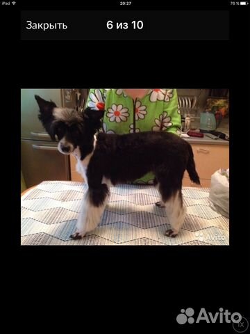 Стрижка собак и кошек (на дому и с выездом)