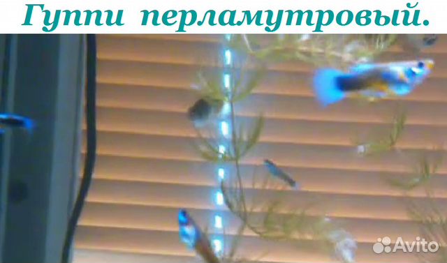 Гуппи, Дафния живая. Растения купить на Зозу.ру - фотография № 2