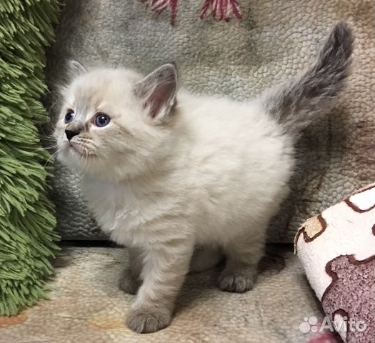 Невский маскарадный котёнок