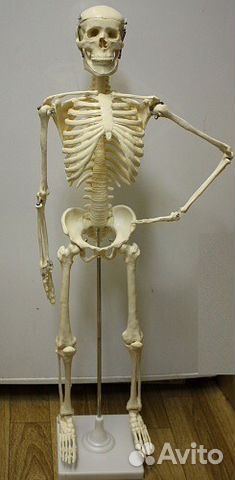 Модель скелета человека 85 см Модель скелета человека 85 см