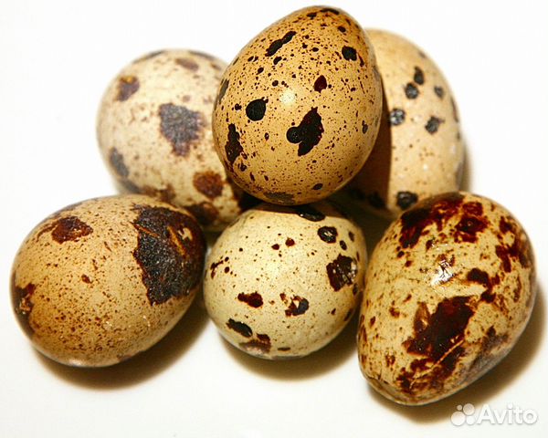 Инкубационные яйца перепелов купить на Зозу.ру - фотография № 1