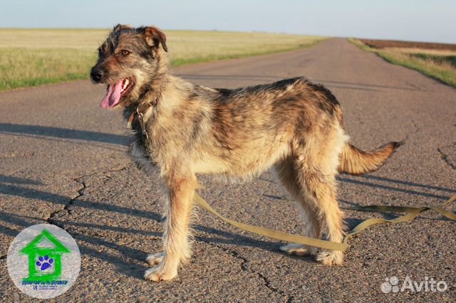 Настоящая семейная собака Шаня купить на Зозу.ру - фотография № 3
