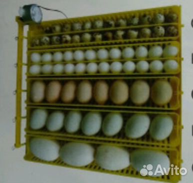 Инкубаторы автоматические для яиц