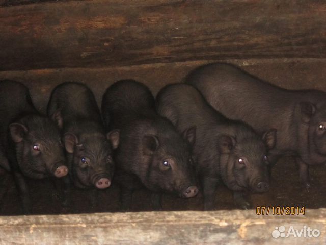 Вьетнамская вислобрюхая покрытая свинка купить на Зозу.ру - фотография № 1