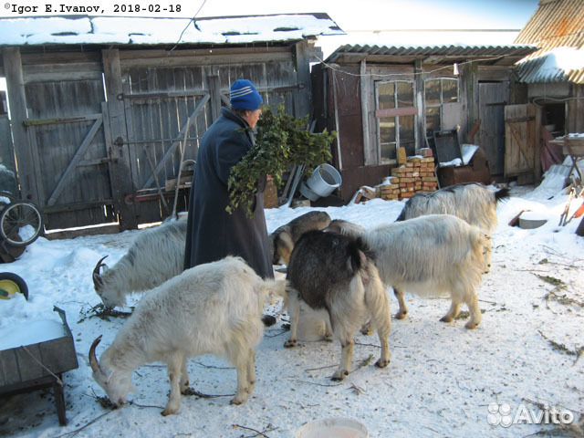 Дойная коза купить на Зозу.ру - фотография № 1